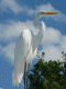 Czapla biała - Egretta alba
